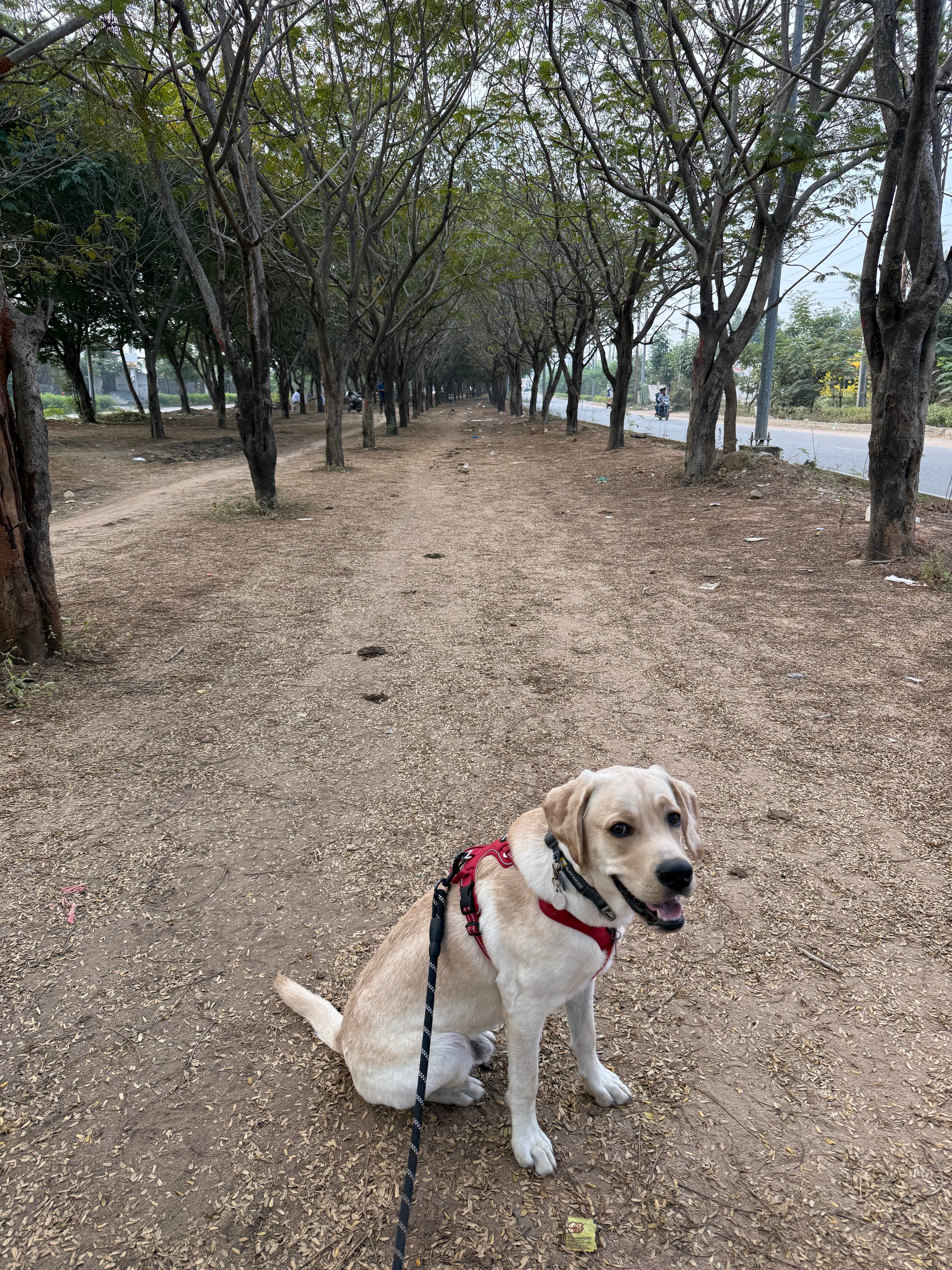 Airport Road Middle Green Path, shared by a dog parent
