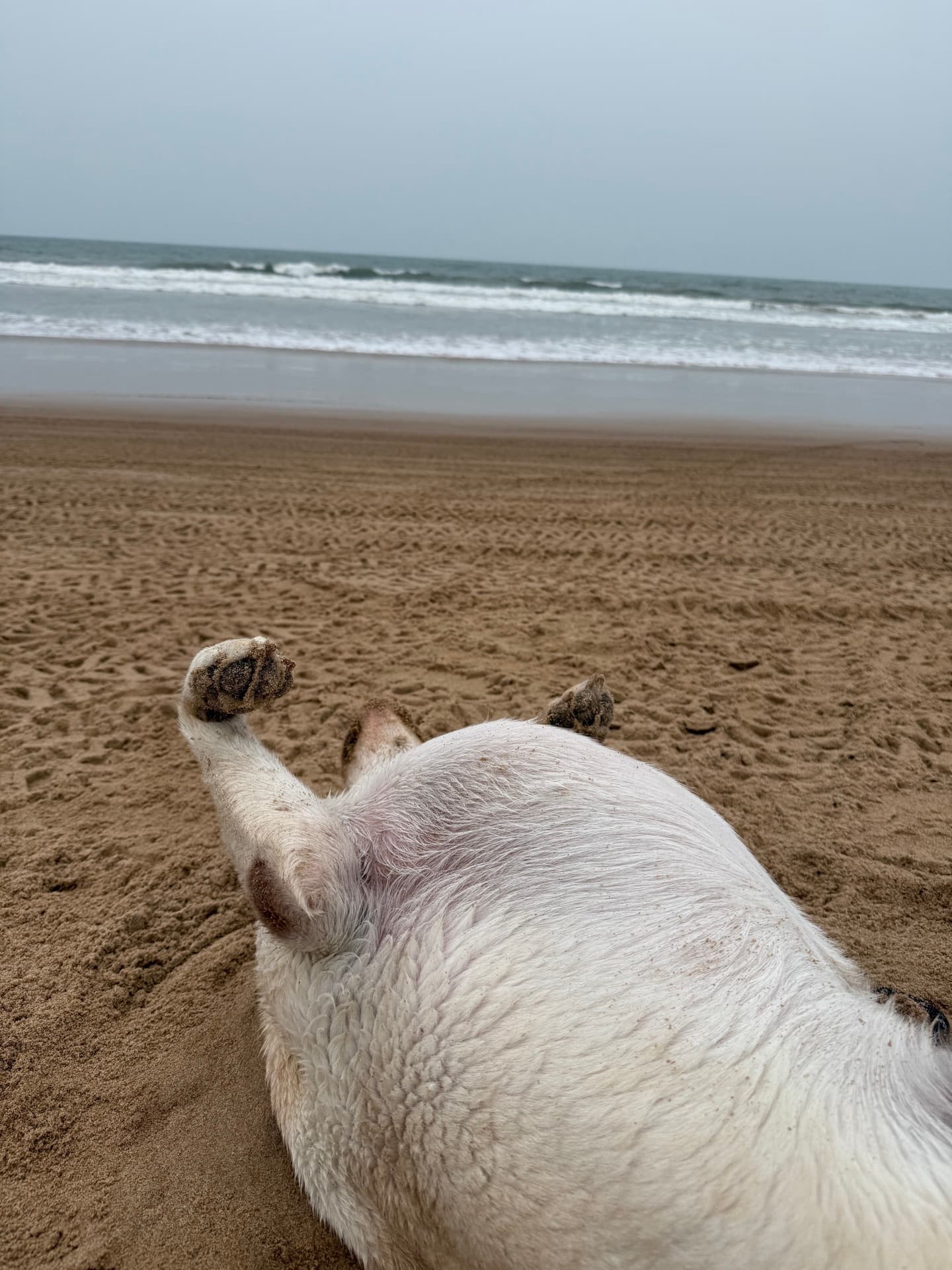 Photo shared by a dog parent
