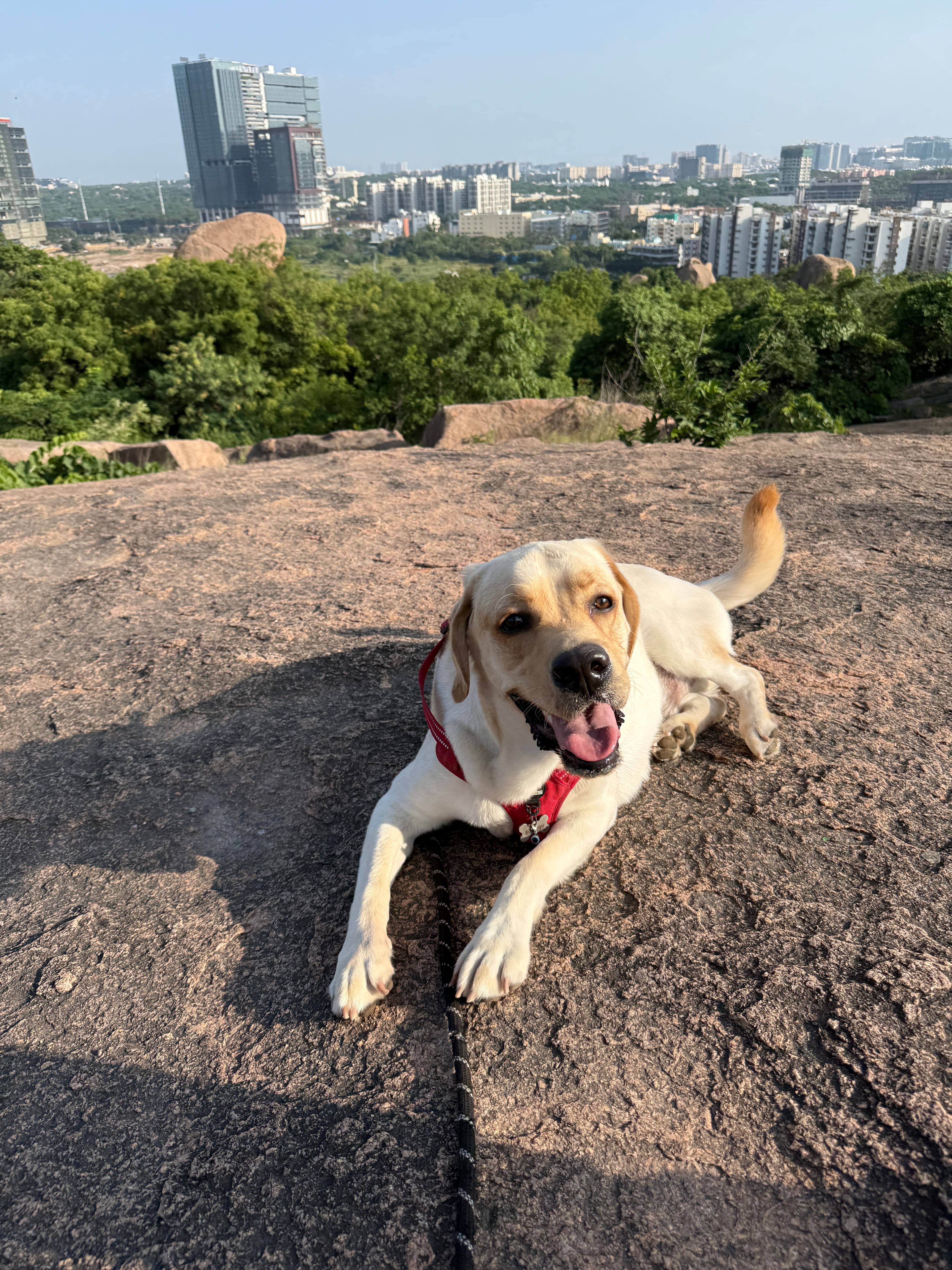 Khajaguda Hills - Lake View, shared by a dog parent