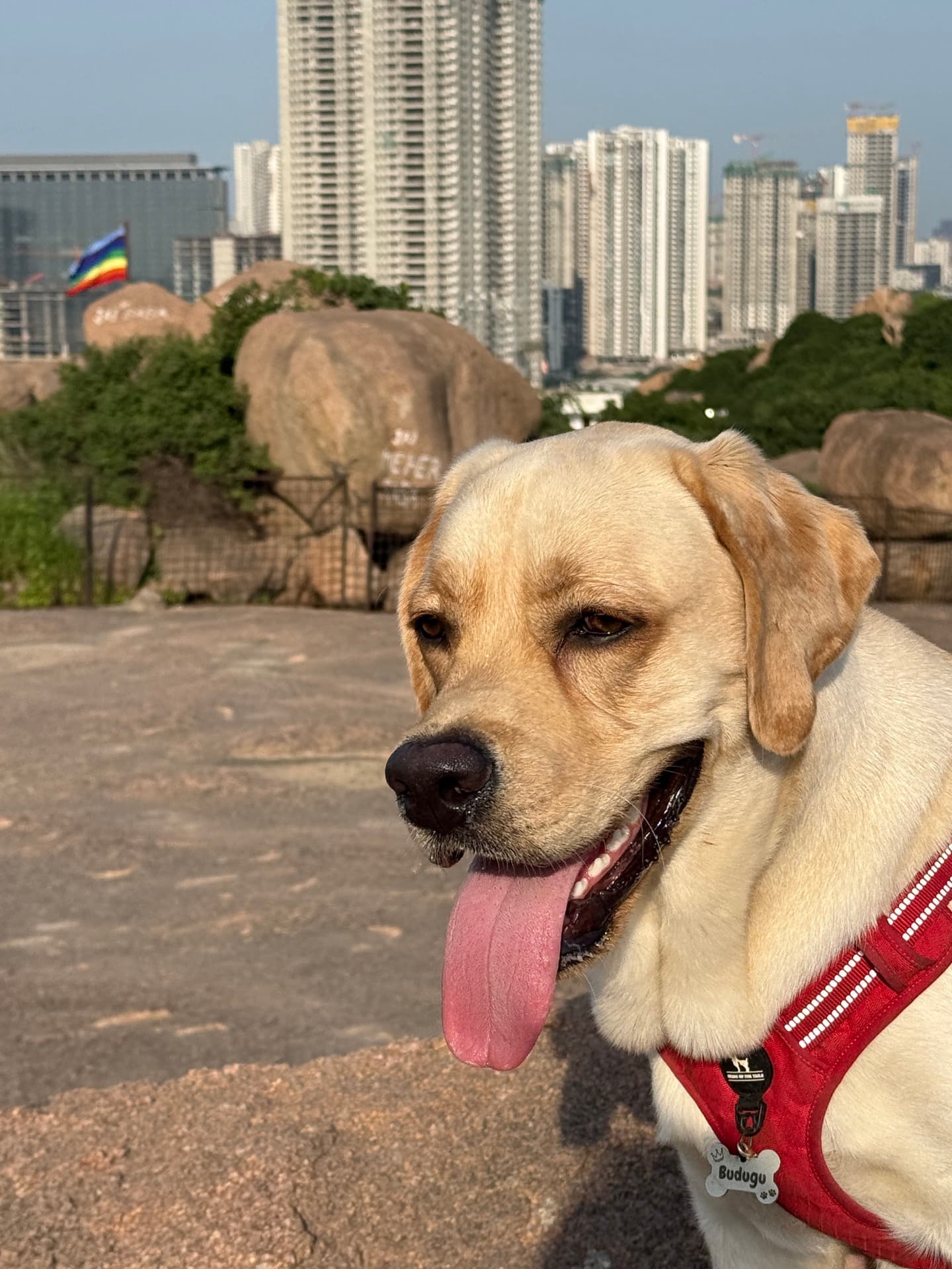 Photo shared by a dog parent