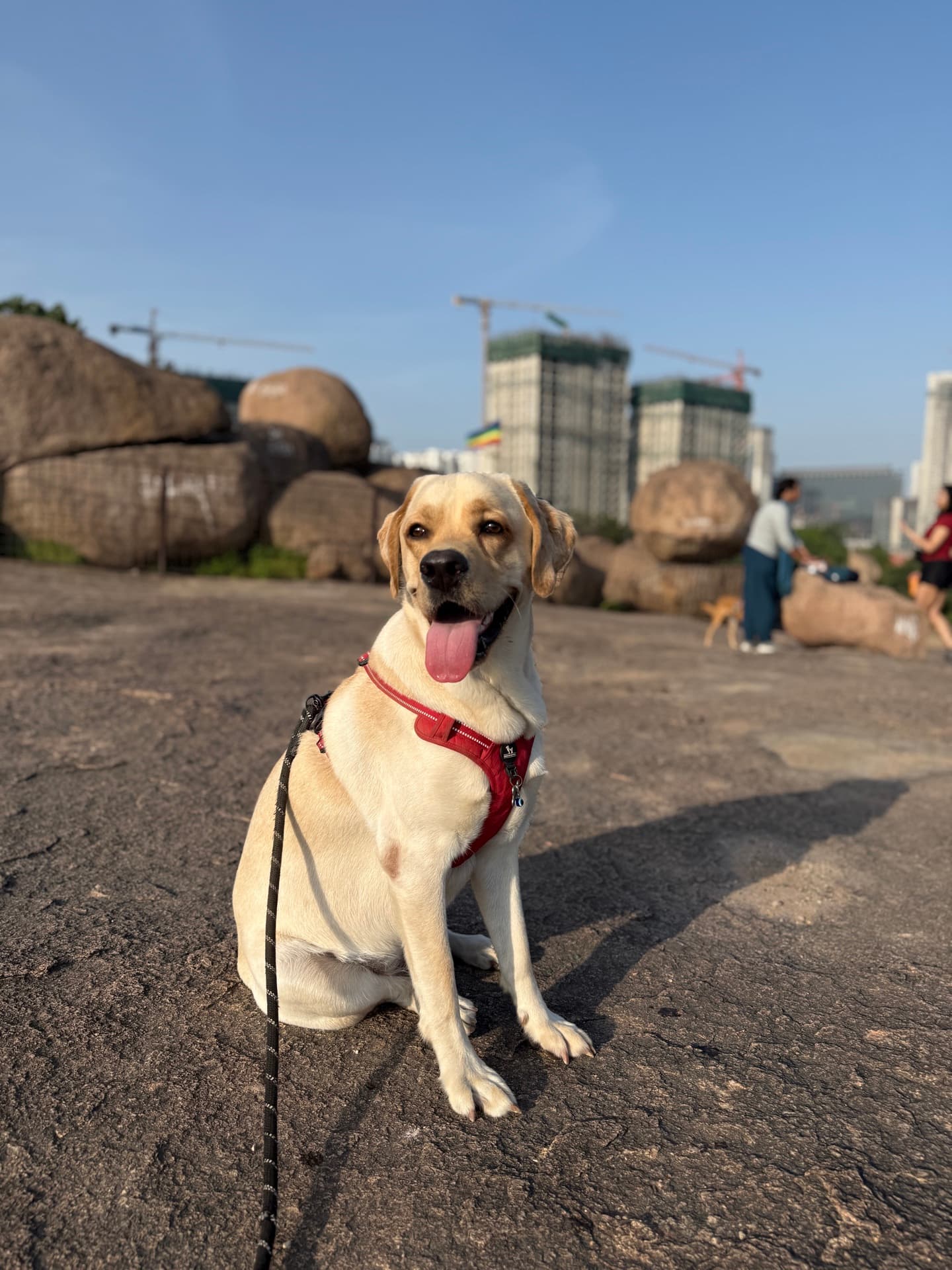 Photo shared by a dog parent