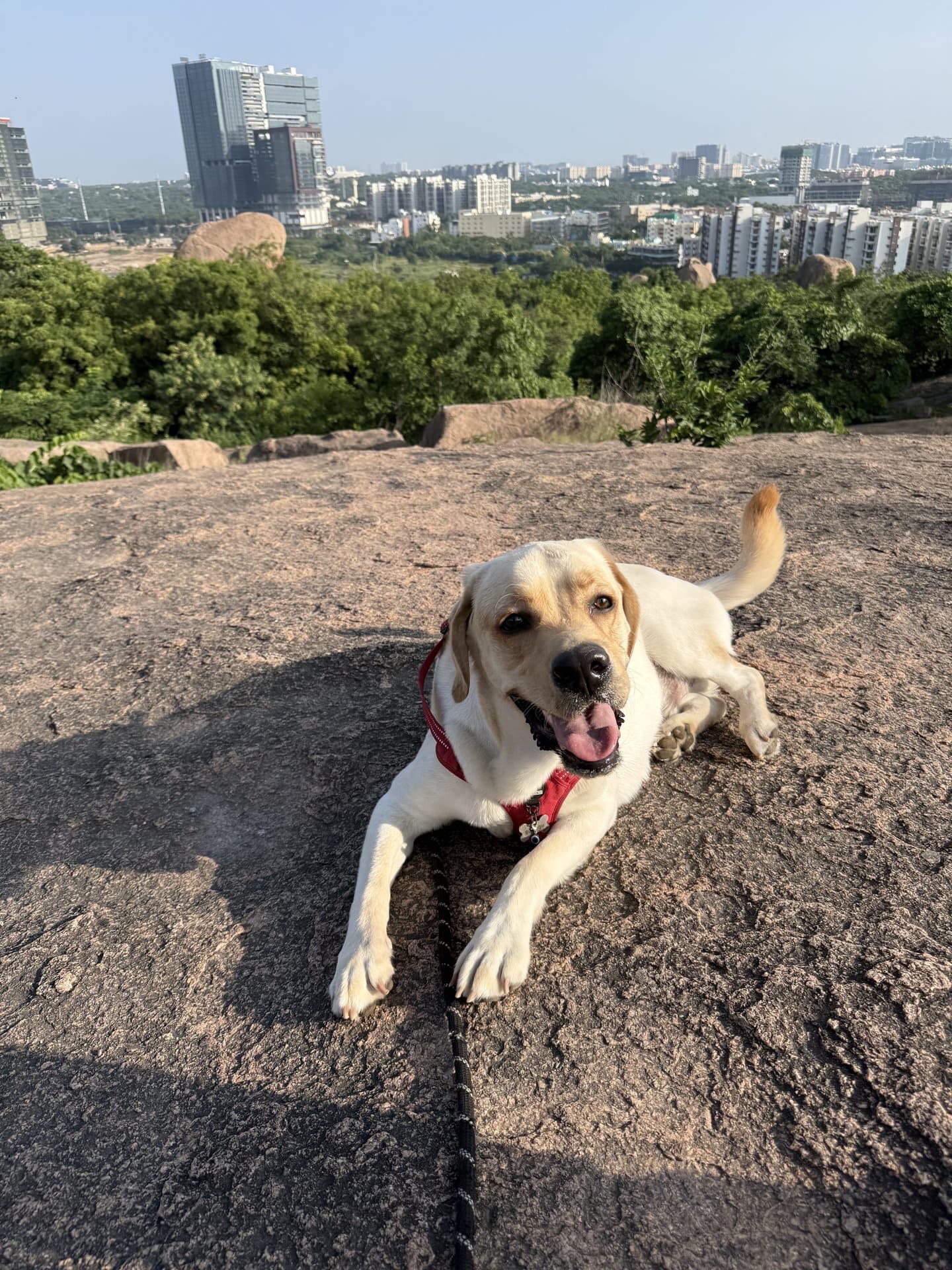 Photo shared by a dog parent