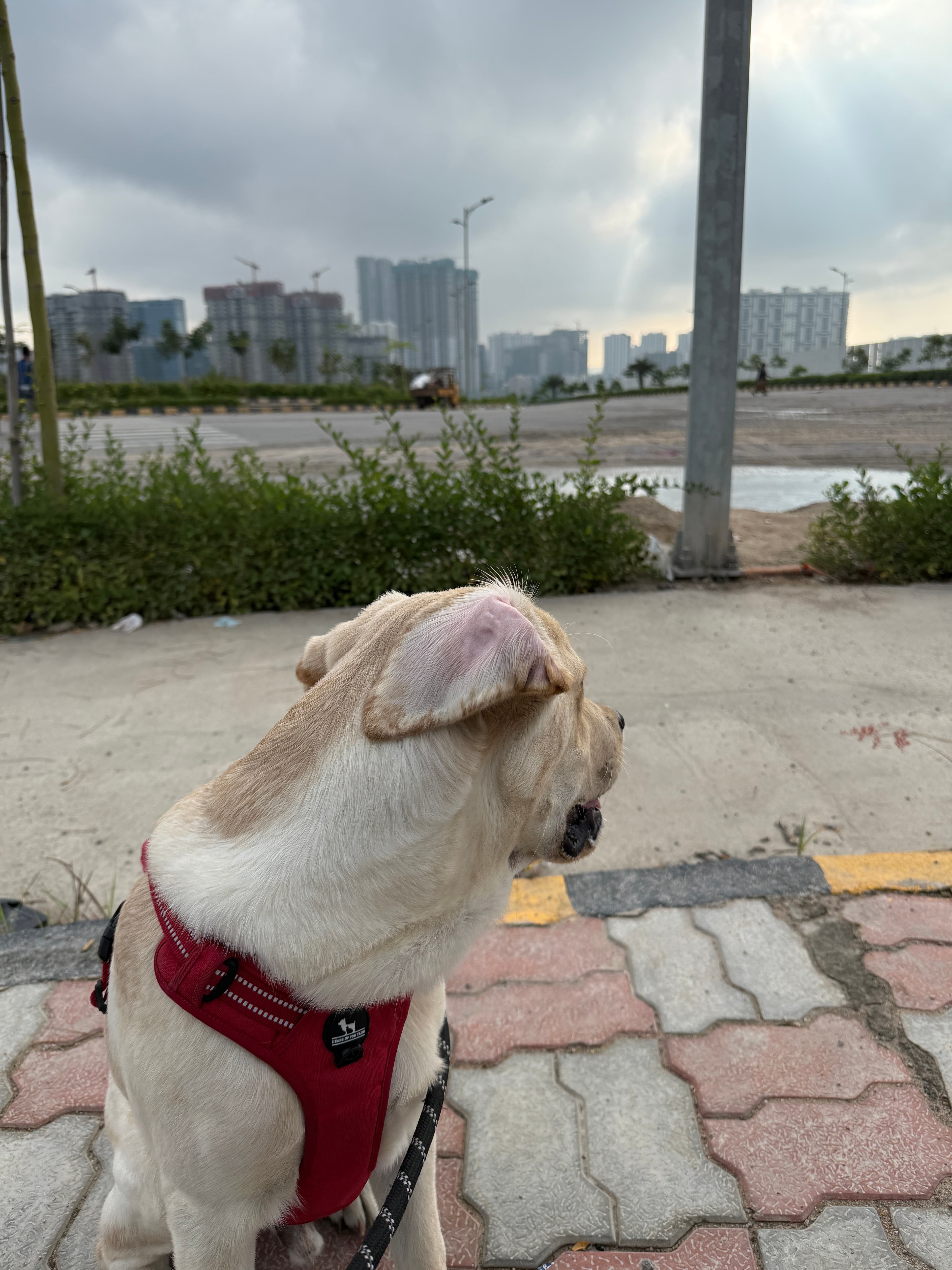 Neopolis Hill View Point, shared by a dog parent